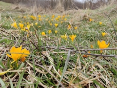 Crocus