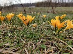 Crocus