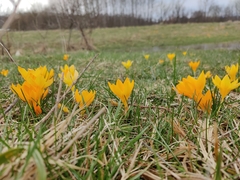 Crocus