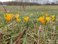 Crocus