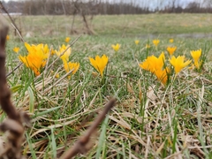 Crocus