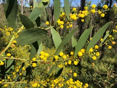 Acacia complanata
