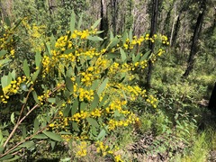 Acacia complanata