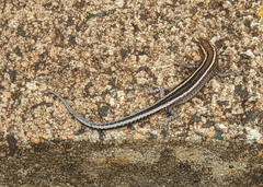 Scincidae