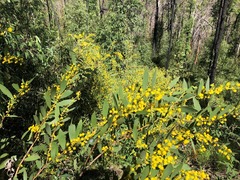 Acacia complanata