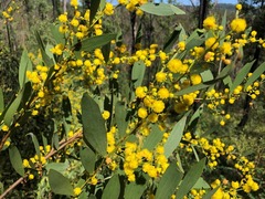 Acacia complanata