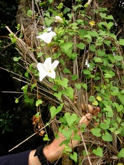 Calystegia tuguriorum