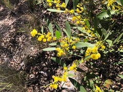 Acacia complanata