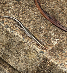 Scincidae