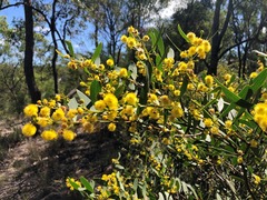 Acacia complanata