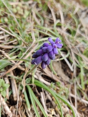 Muscari