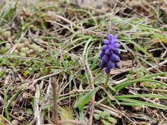Muscari