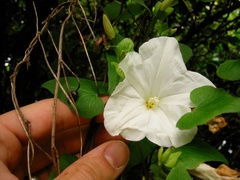 Calystegia tuguriorum