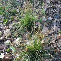 Carex digitata