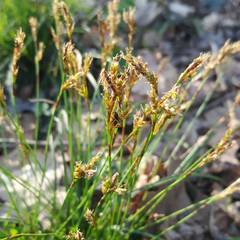 Carex digitata