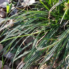 Carex digitata