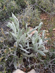 Helichrysum sanguineum