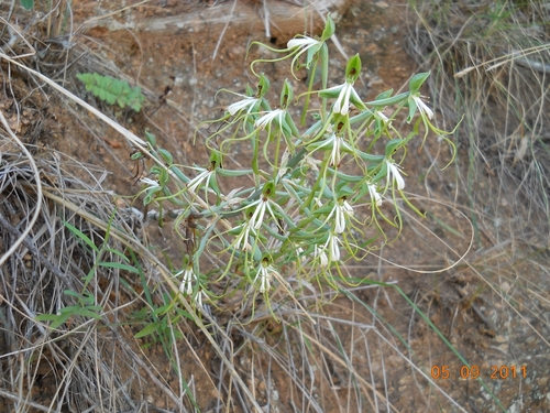 Image of Bonatea porrecta by (c) Benjamin Fredlund, some rights reserved (CC BY)