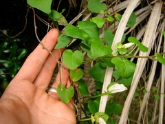 Calystegia tuguriorum