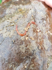 Tubulanus