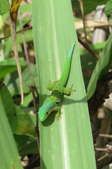Phelsuma quadriocellata