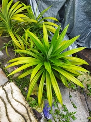 Pandanus amaryllifolius