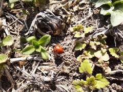 Coccinella septempunctata