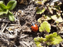 Coccinella septempunctata