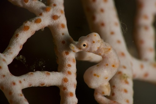 Denise's Pygmy Seahorse — seen at this dive site