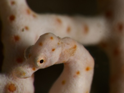 Photo of Denise's pygmy seahorse (Hippocampus denise)