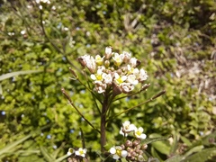 Capsella bursa-pastoris