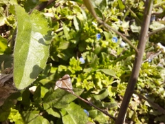 Capsella bursa-pastoris