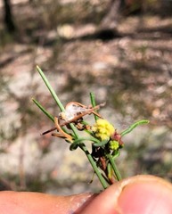 Acacia quadrilateralis