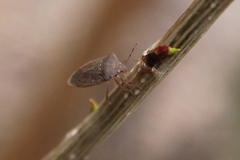 Nezara viridula
