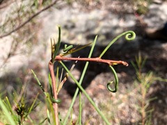 Acacia quadrilateralis
