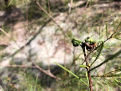 Acacia quadrilateralis