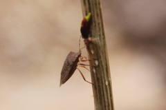 Nezara viridula