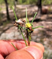 Acacia quadrilateralis