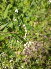 Capsella bursa-pastoris