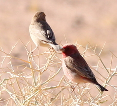 Carpodacus synoicus
