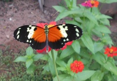 Heliconius hecale melicerta