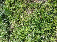 Capsella bursa-pastoris