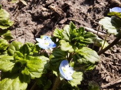 Veronica persica