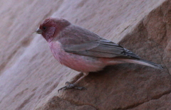 Carpodacus synoicus