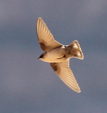 Pale Crag Martin (Ptyonoprogne obsoleta), photo 9