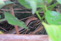 Trachylepis gravenhorstii