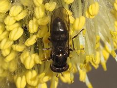 Platycheirus ambiguus