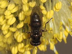 Platycheirus ambiguus