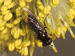 Platycheirus ambiguus