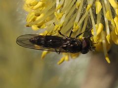 Platycheirus ambiguus